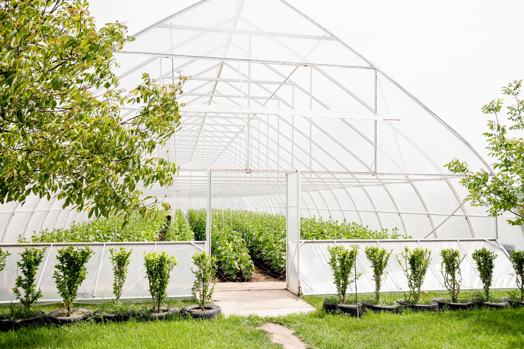 Greenhouses