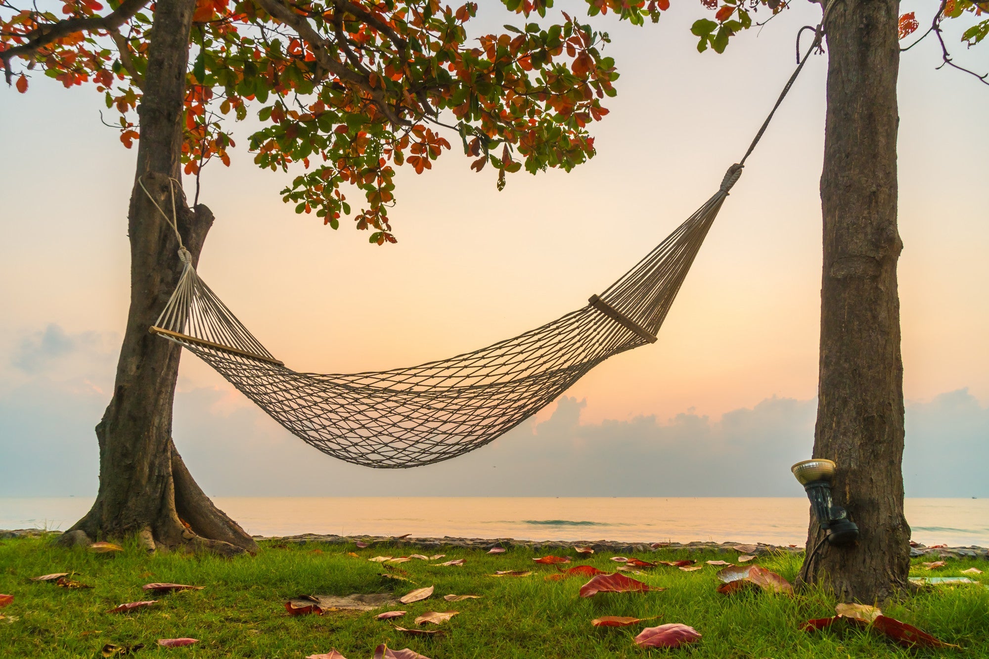 Hammocks and Swings