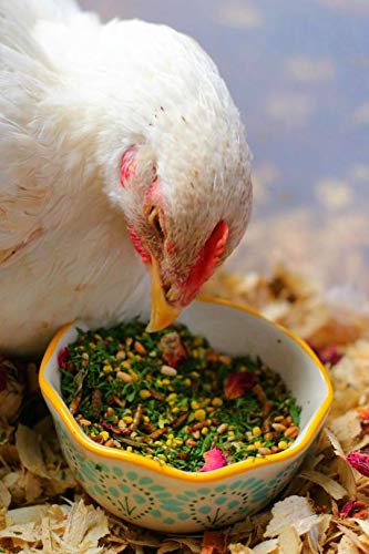 Chicken Mama Mealworm and Herb Treat for Backyard Chickens