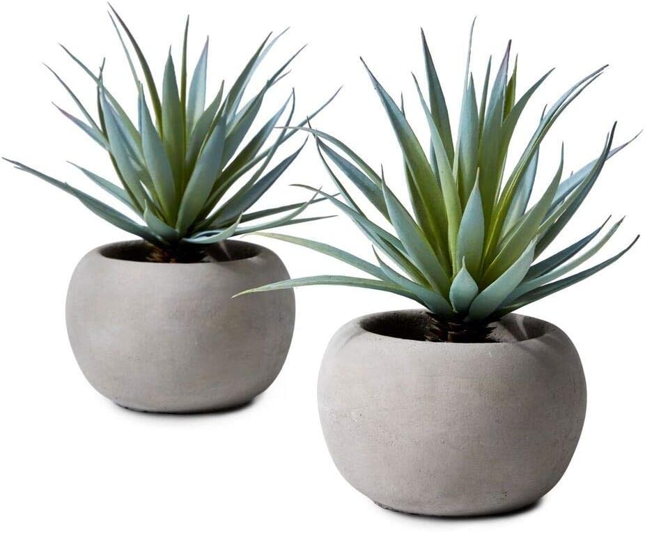 Echeveria Succulent Mix in Bowl, Perfect for Weddings and Home Décor