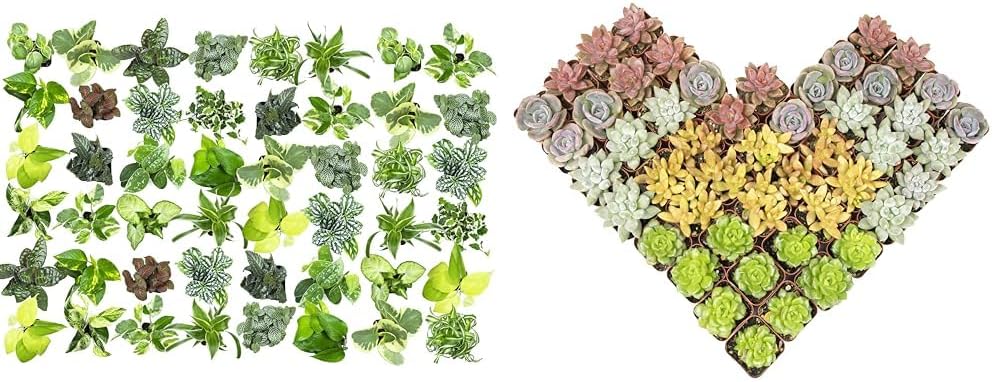 Easy to Grow Houseplants (48 Pack) Live House Plants in Plant Containers, Growers