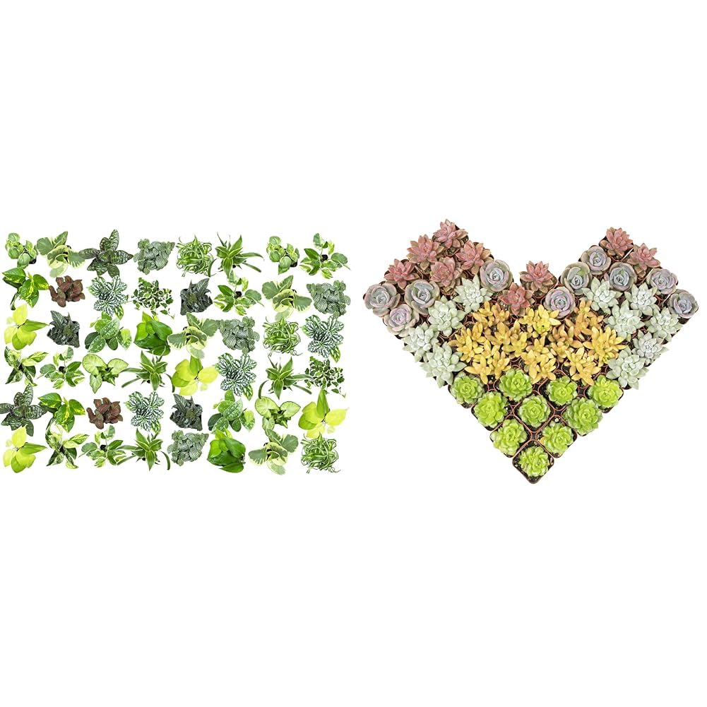 Easy to Grow Houseplants (48 Pack) Live House Plants in Plant Containers, Growers