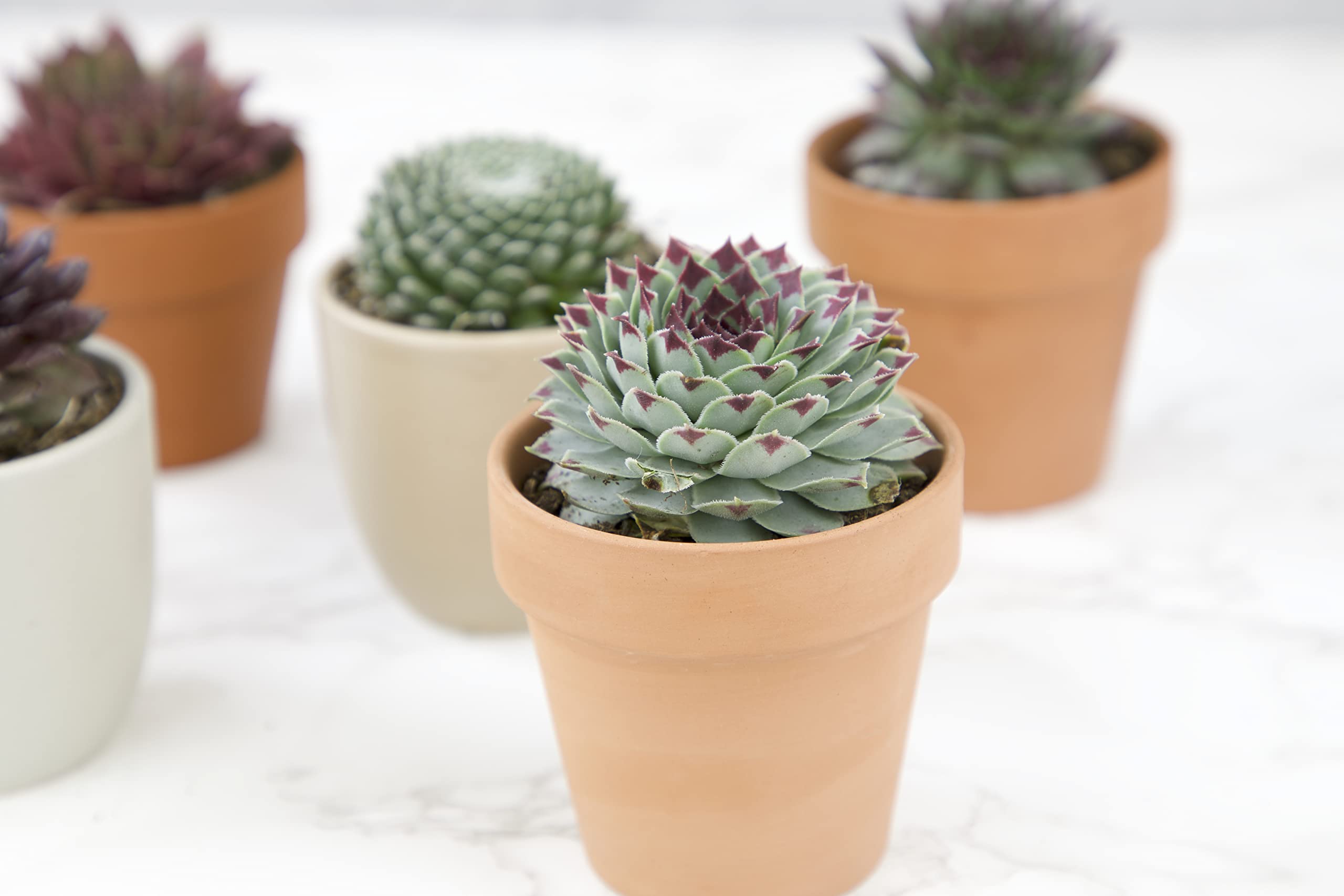 Succulents Plants Live Indoor Plants (5PK), Sempervivum Plants Live Houseplants