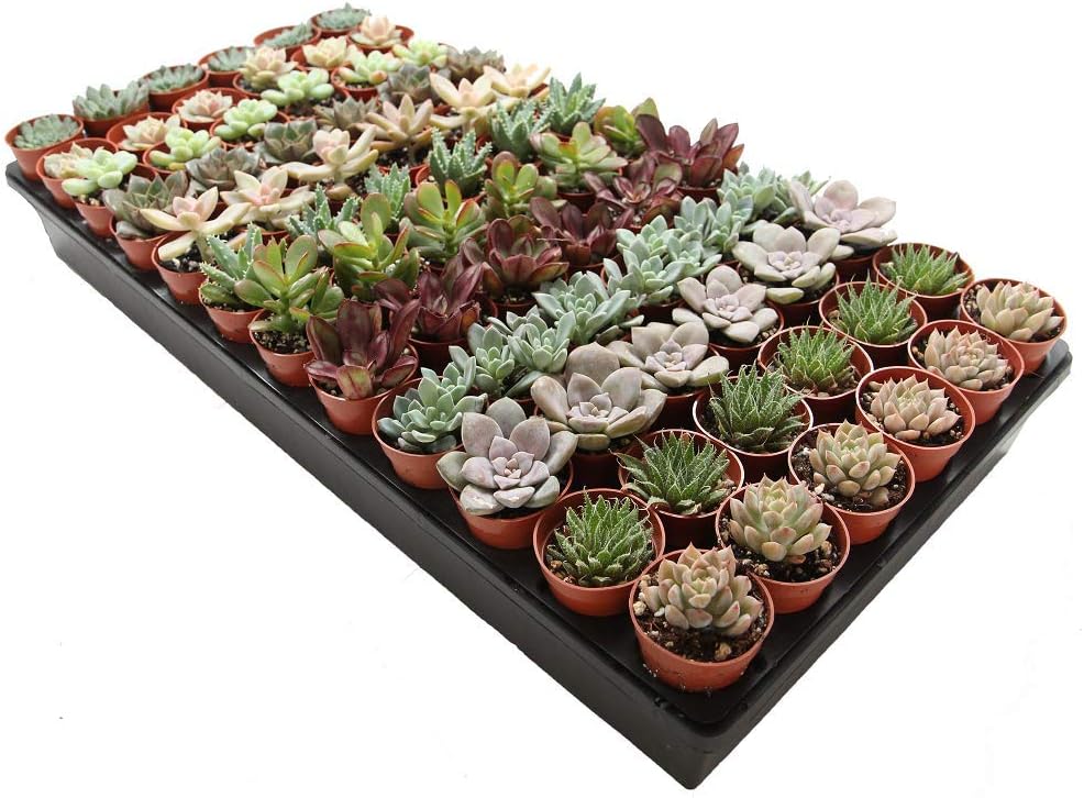 Live Succulents Plants Mystery Pack - Variety of Well Rooted Plants in 2 Inch Pots - Real
