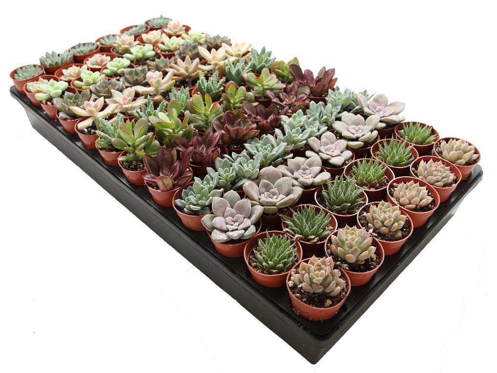 Live Succulents Plants Mystery Pack - Variety of Well Rooted Plants in 2 Inch Pots - Real