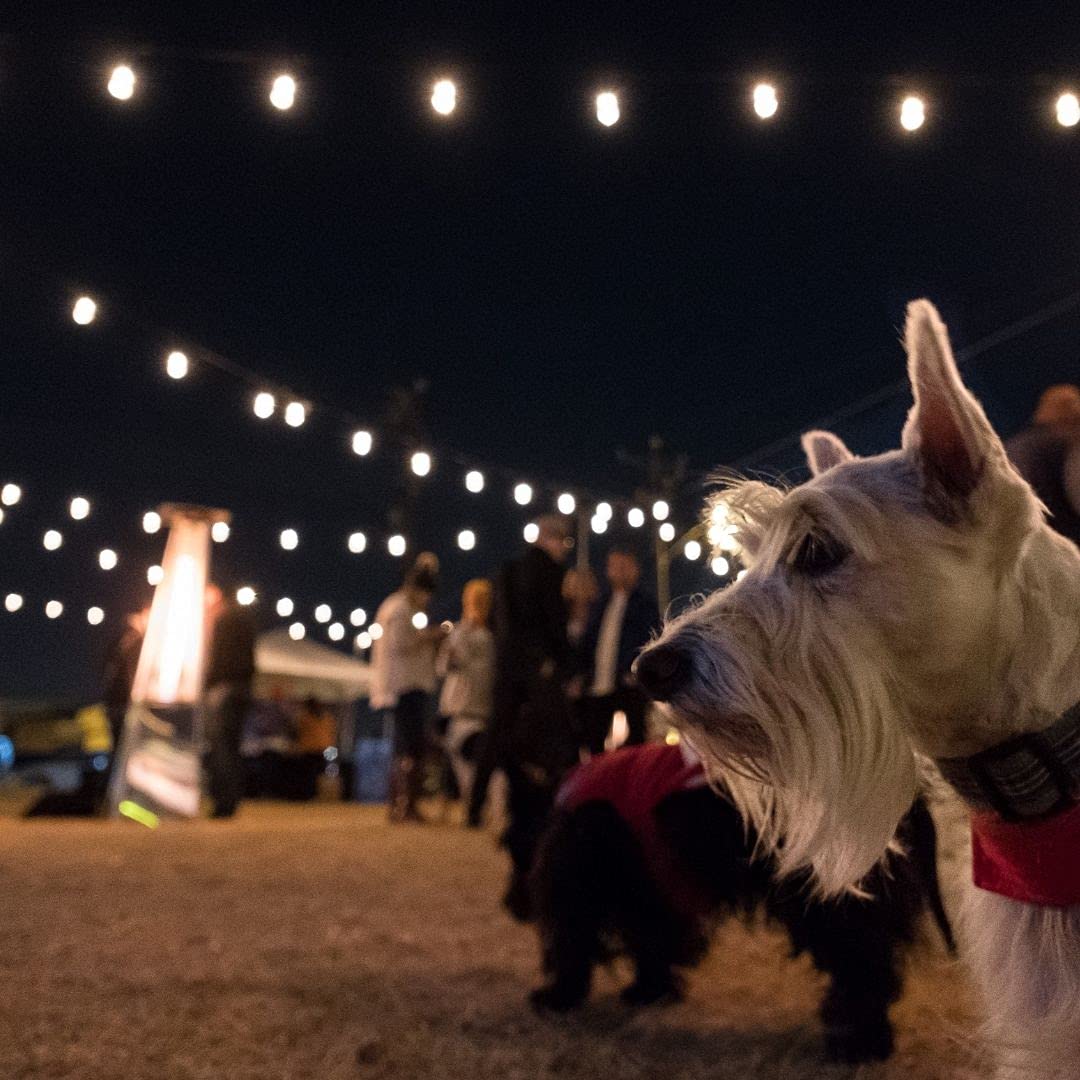 Classic Warm White String Lights, 48ft Black Cord, 24 Shatterproof Acrylic Bulbs