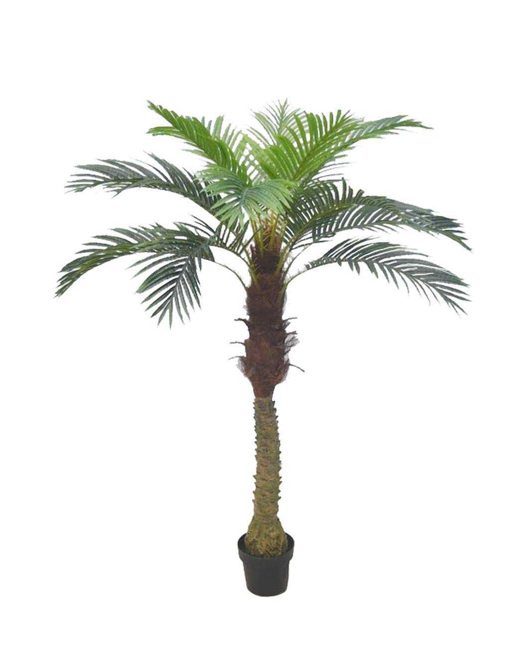 Gorgeous 6 Feet Cycas Revoluta Sago Palm Tree with Nursery Pot, Real Touch Technology