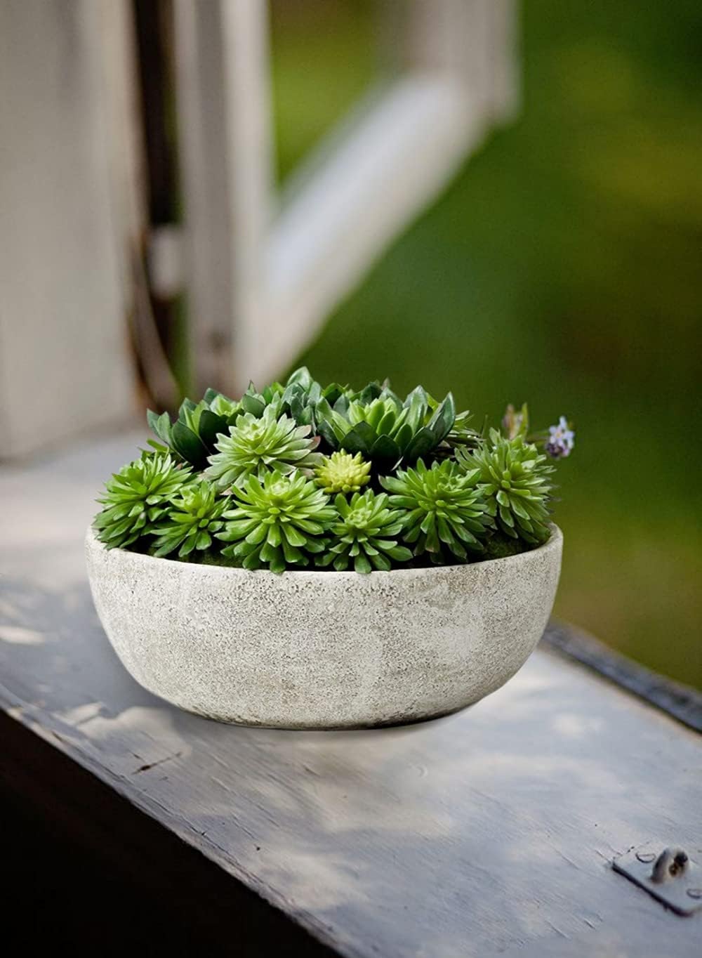 Echeveria Succulent Mix in Bowl, Perfect for Weddings and Home Décor