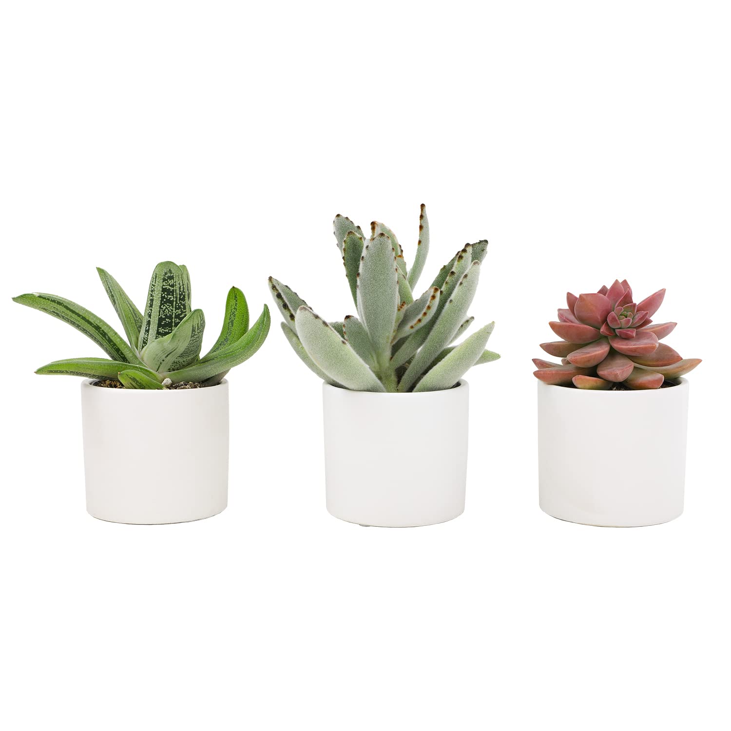 Succulents (3 PK), Live Succulent Plants in White Pots, Mini Succulents Plants, Unique