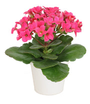 Succulents Plants Live Houseplants in White Planter, Live Succulents Live House Plants