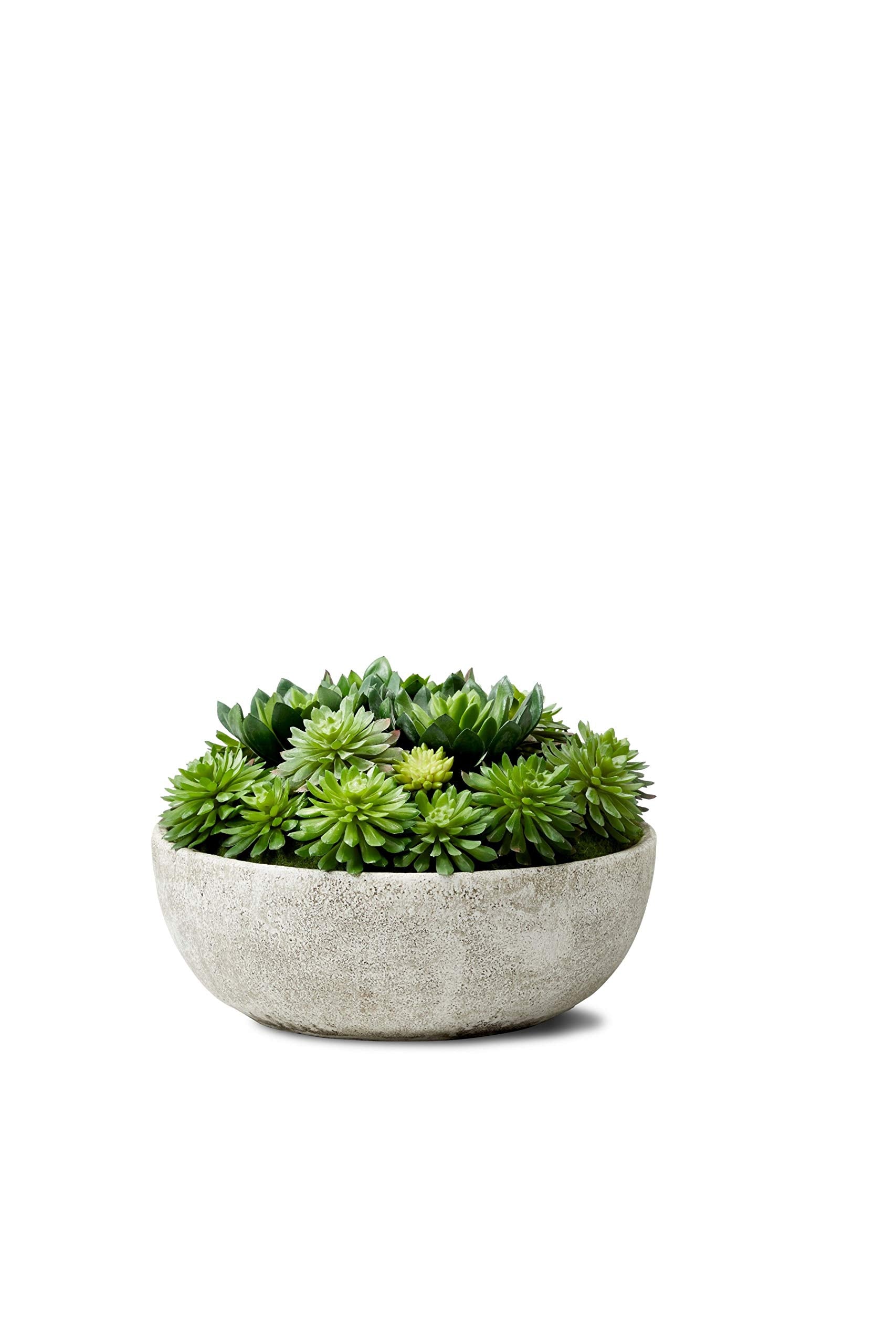 Echeveria Succulent Mix in Bowl, Perfect for Weddings and Home Décor