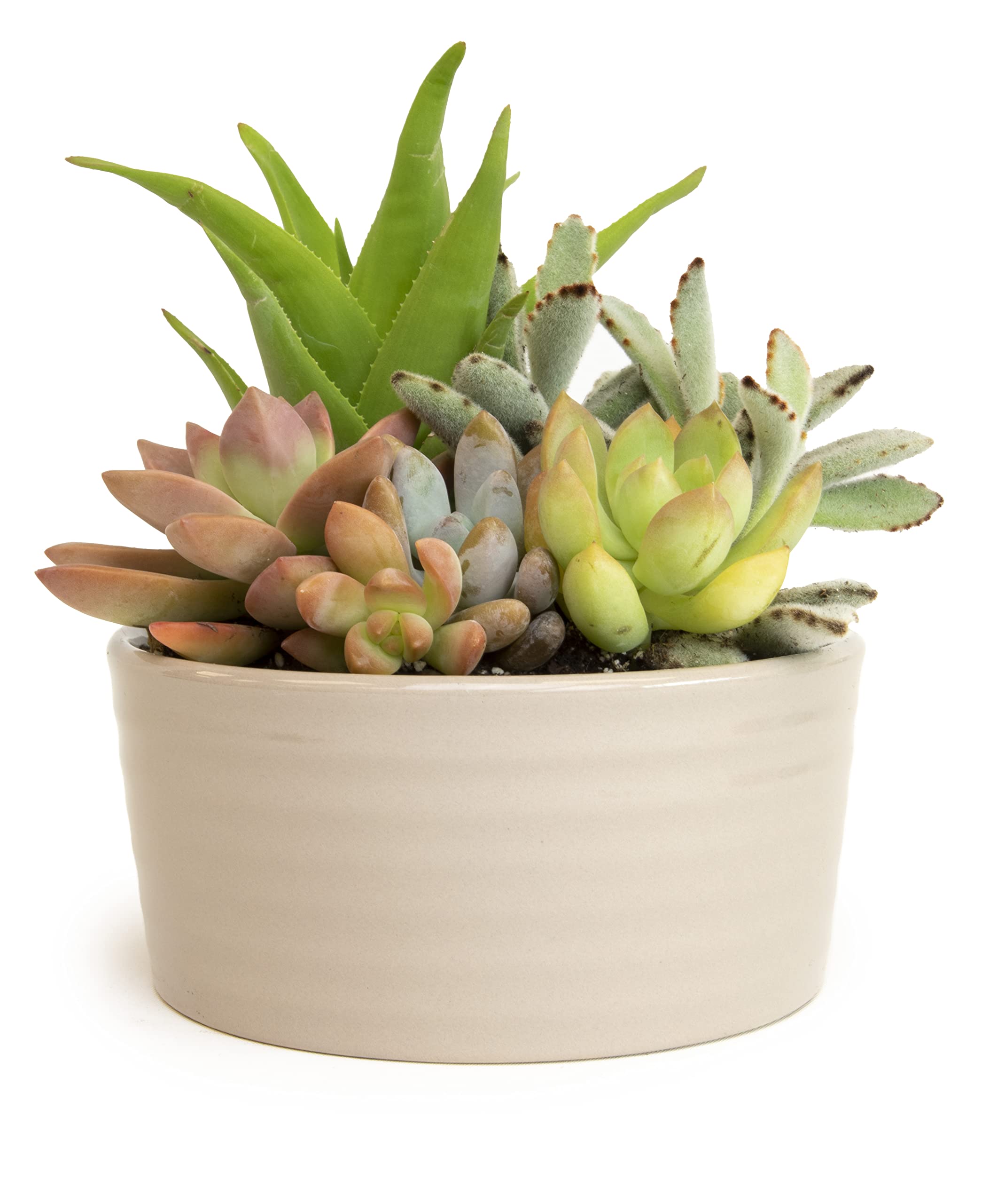 Live in Garden Succulent Planters, Live Succulent Plants Live Plants in Taupe Planter Pot