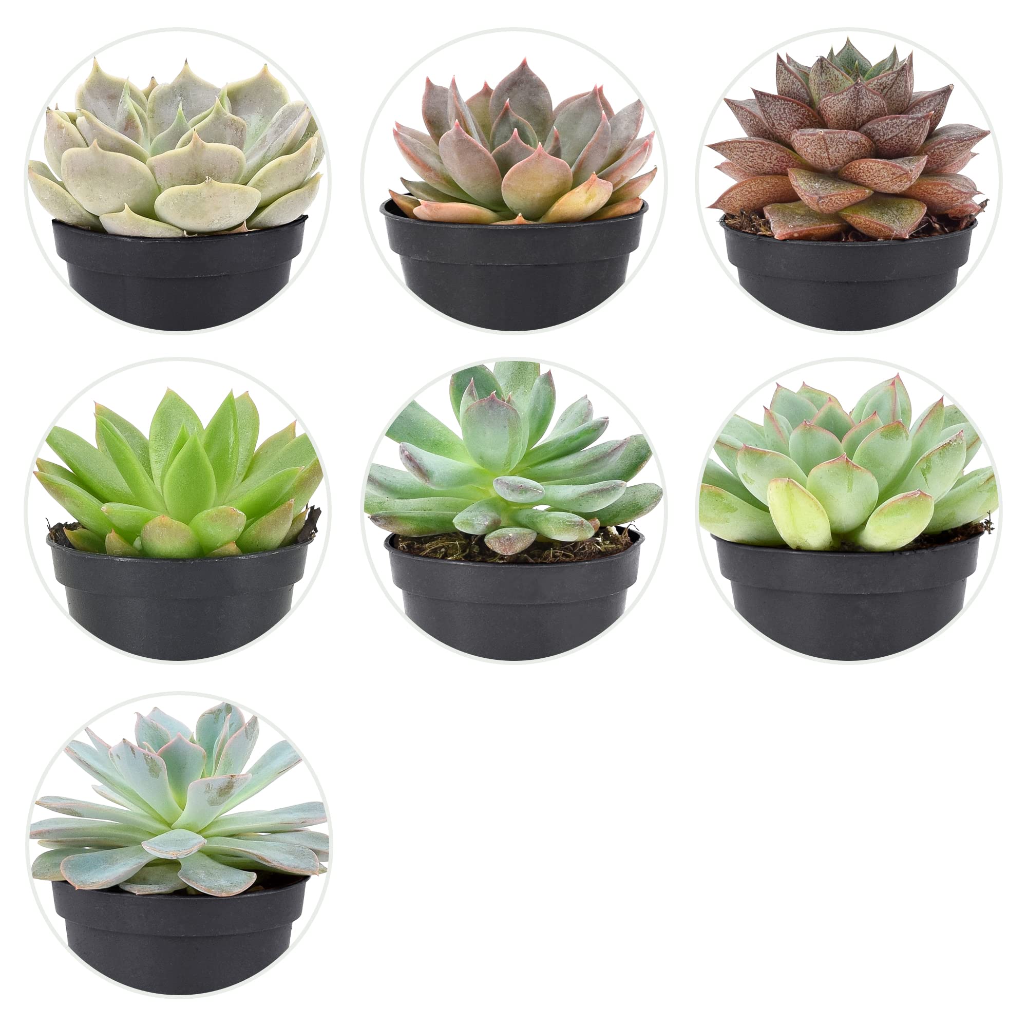 Arcadia Garden Products Live Assorted Mini Succulents in 2 in. Grower Pot, 28-Pack