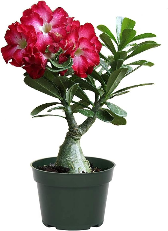Live Single Bloom Desert Rose Plant, Indoor Plant with Pink Flowers, Plant Pot for Home
