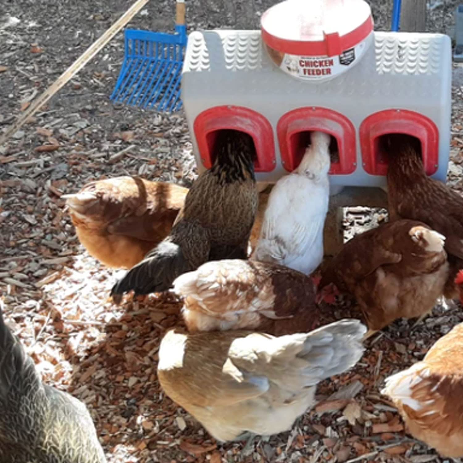 Feeder - Holds 50 Pounds of Feed - Inside or Outside Hen Coop