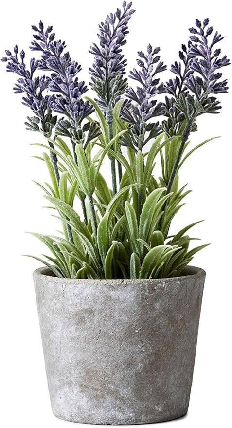 Echeveria Succulent Mix in Bowl, Perfect for Weddings and Home Décor