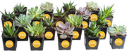 Kalanchoe Flower Plants 3PK, Desk Plant Decor, Live Succulent Gifts for Plant Lovers