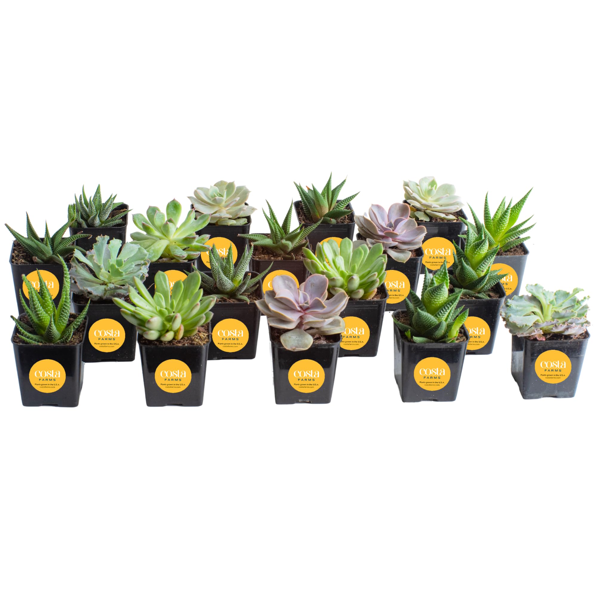 Live Succulent Plants (18-Pack) Assorted Grower's Choice Live House Plants