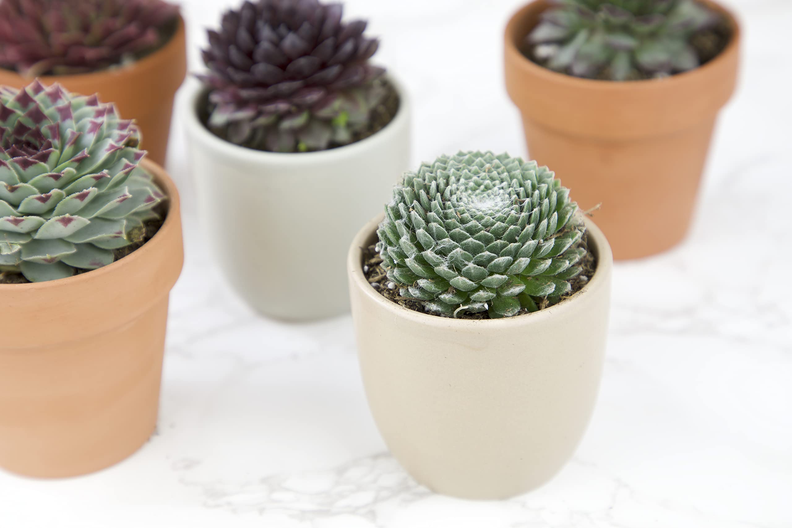 Succulents Plants Live Indoor Plants (5PK), Sempervivum Plants Live Houseplants
