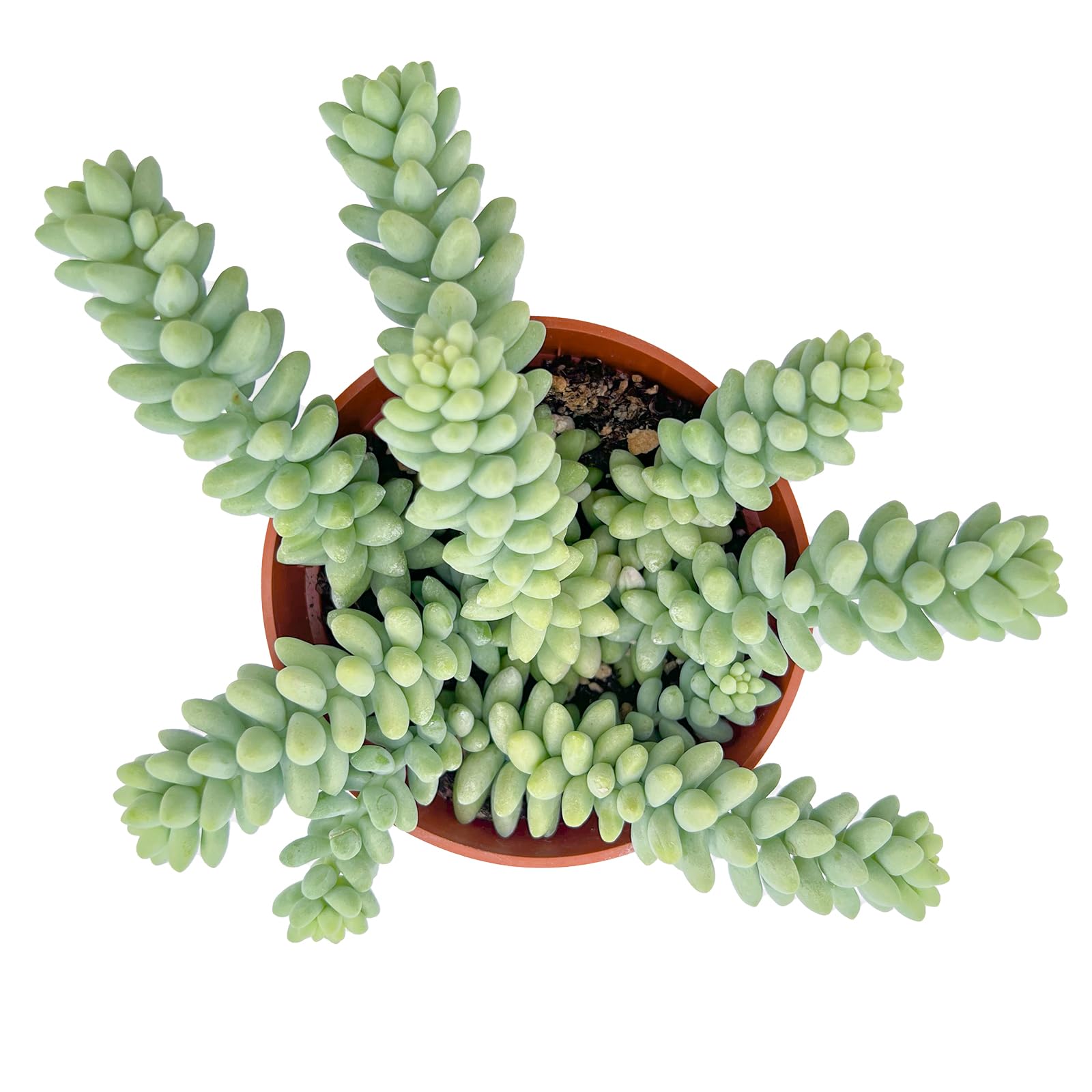 4" Succulent Donkey Tail, Live Succulents Plants Fully Rooted, Unique Gift, Hand Selected