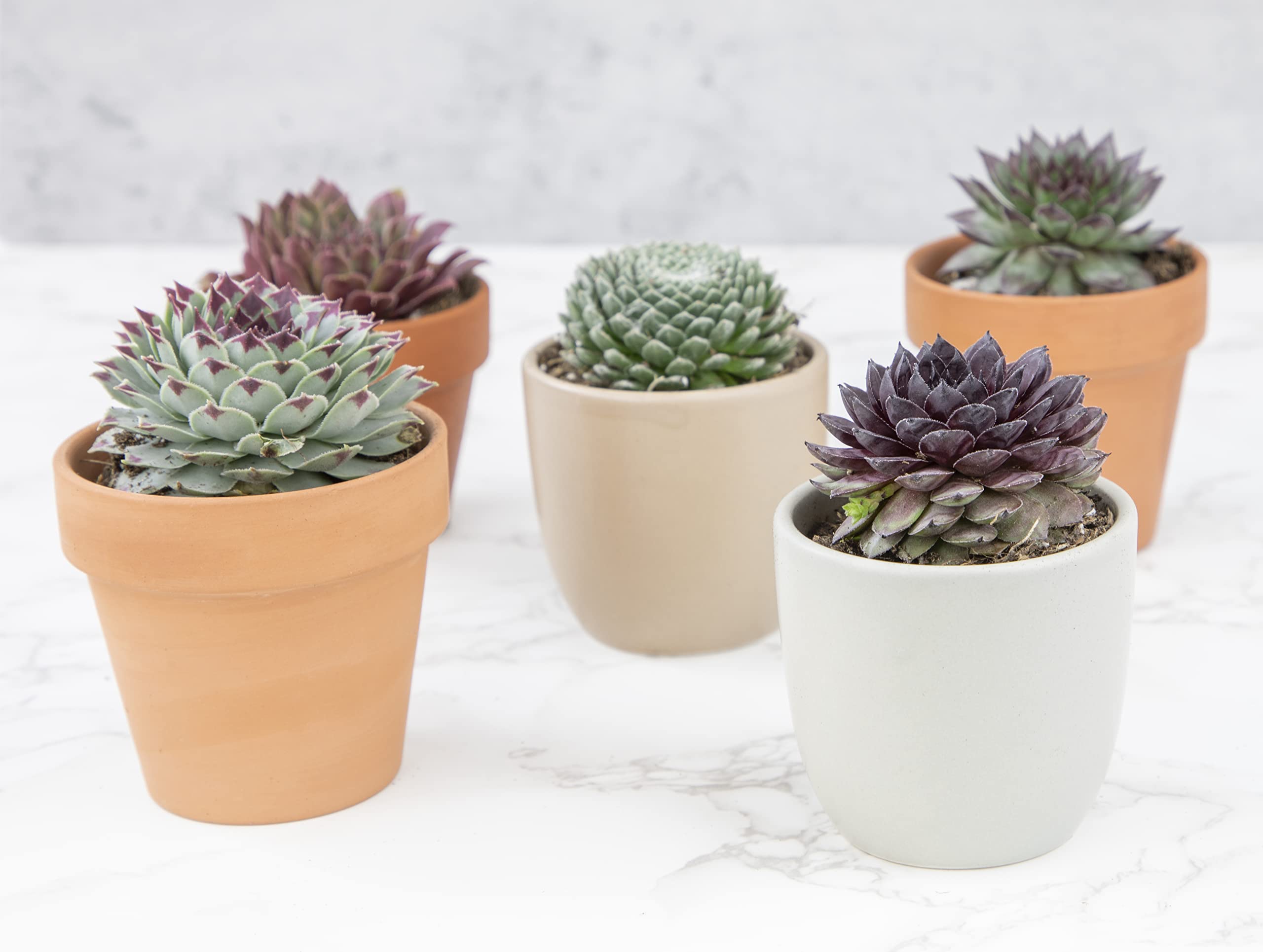 Succulents Plants Live Indoor Plants (5PK), Sempervivum Plants Live Houseplants