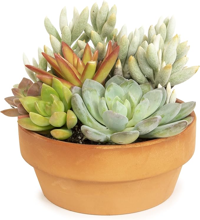 Live in Garden Succulent Planters, Live Succulent Plants Live Plants in Taupe Planter Pot
