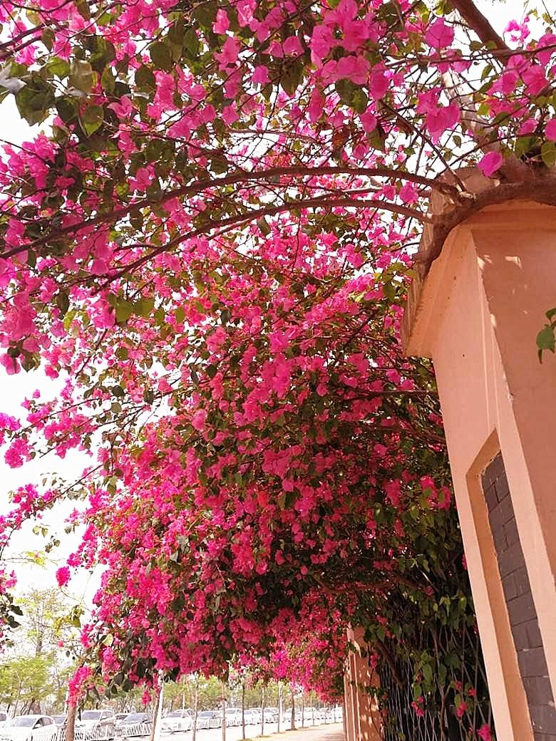 40Pcs in Bulk Artificial Bougainvillea Silk Flowers Branches Long Plant Stems 45"