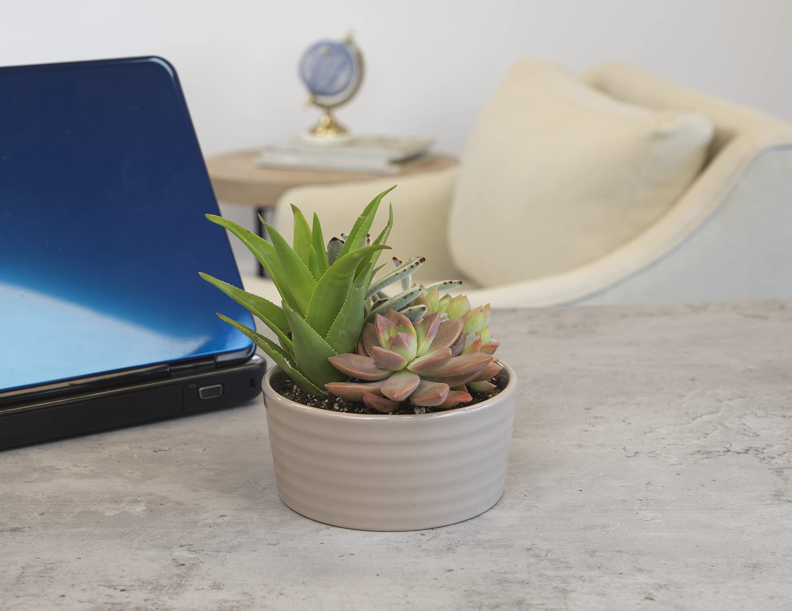 Live in Garden Succulent Planters, Live Succulent Plants Live Plants in Taupe Planter Pot