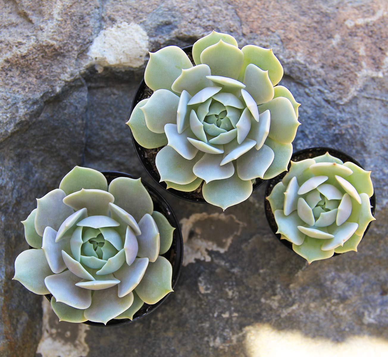 Echeveria Succulents Live Plants (12PK), Live Succulents Plants Live Houseplants
