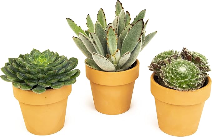 Succulents (3 PK), Live Succulent Plants in White Pots, Mini Succulents Plants, Unique