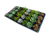 2.5 Inch Assorted Succulent Plants | Hand Picked Assortment of 2.5 Inch Succulents