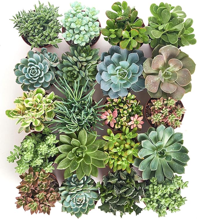 Assorted Collection of Live Succulent Plants, Hand Selected Variety Pack of Succulents