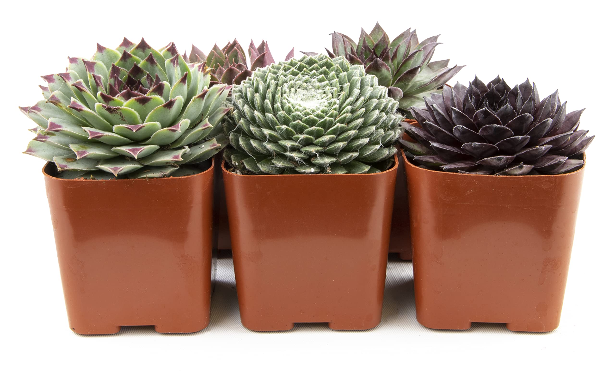 Succulents Plants Live Indoor Plants (5PK), Sempervivum Plants Live Houseplants