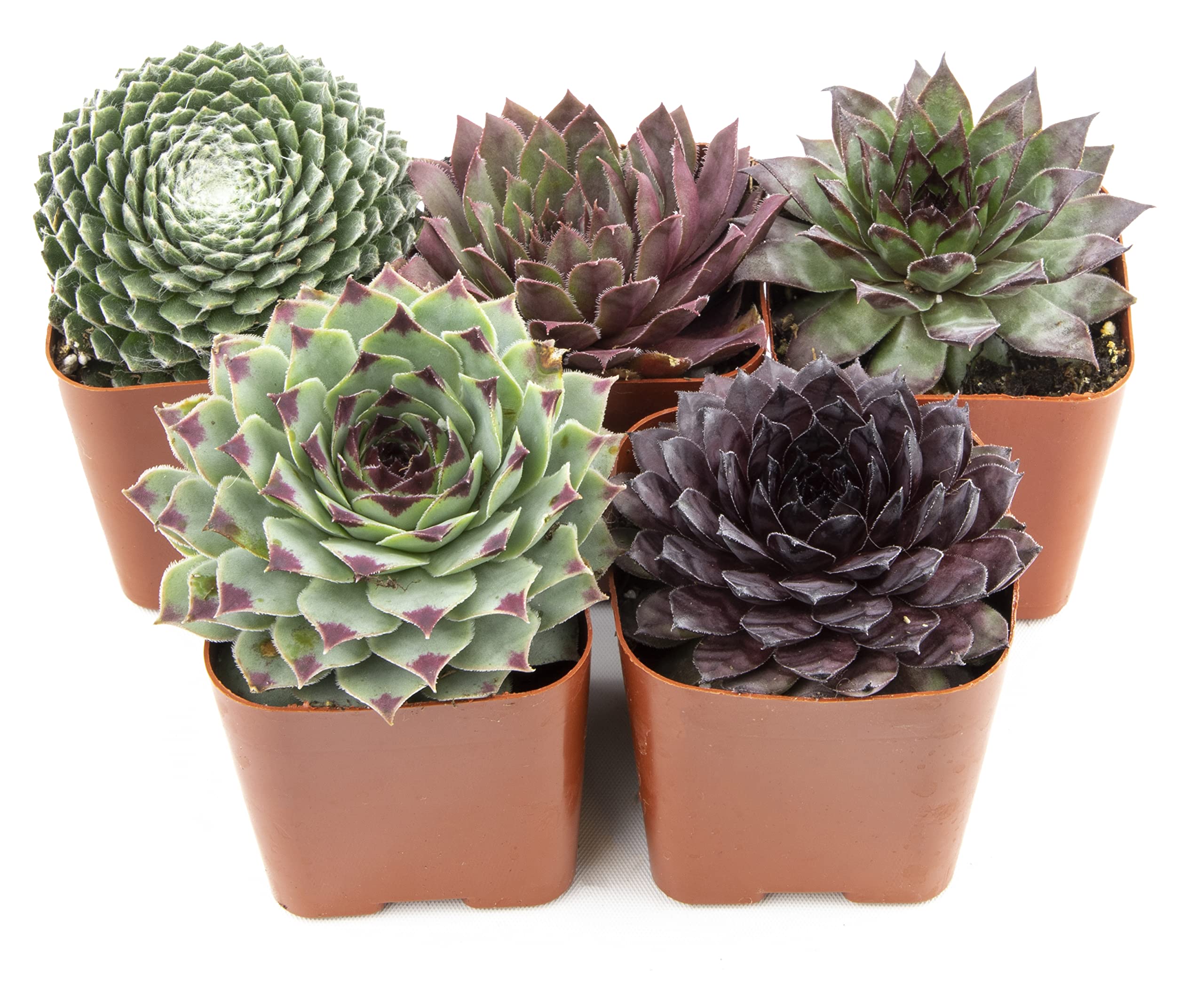 Succulents Plants Live Indoor Plants (5PK), Sempervivum Plants Live Houseplants