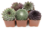Succulents Plants Live Indoor Plants (5PK), Sempervivum Plants Live Houseplants