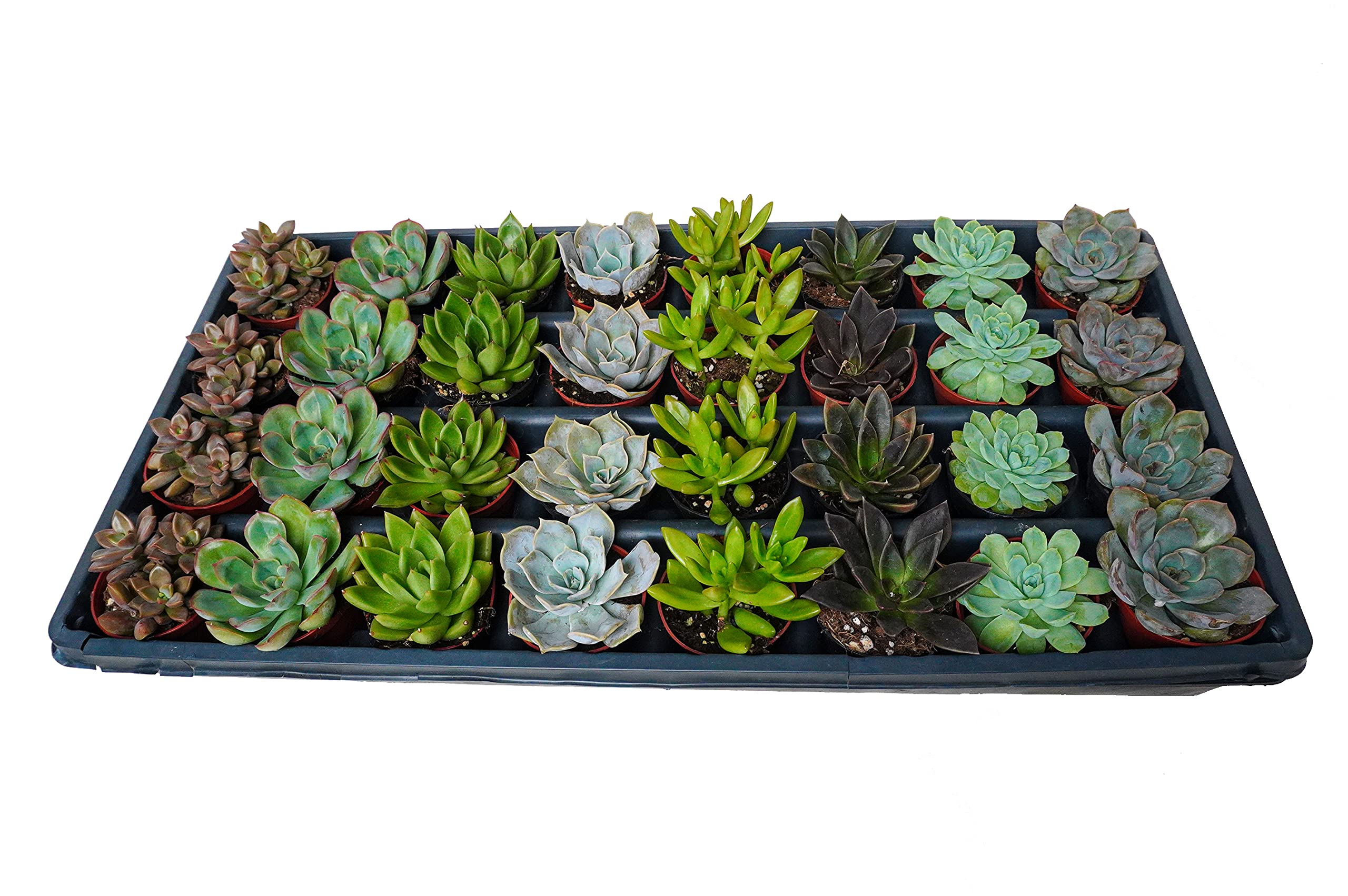 2.5 Inch Assorted Succulent Plants | Hand Picked Assortment of 2.5 Inch Succulents
