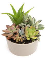 Live in Garden Succulent Planters, Live Succulent Plants Live Plants in Taupe Planter Pot