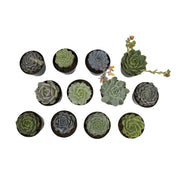 Echeveria Succulents Live Plants (12PK), Live Succulents Plants Live Houseplants