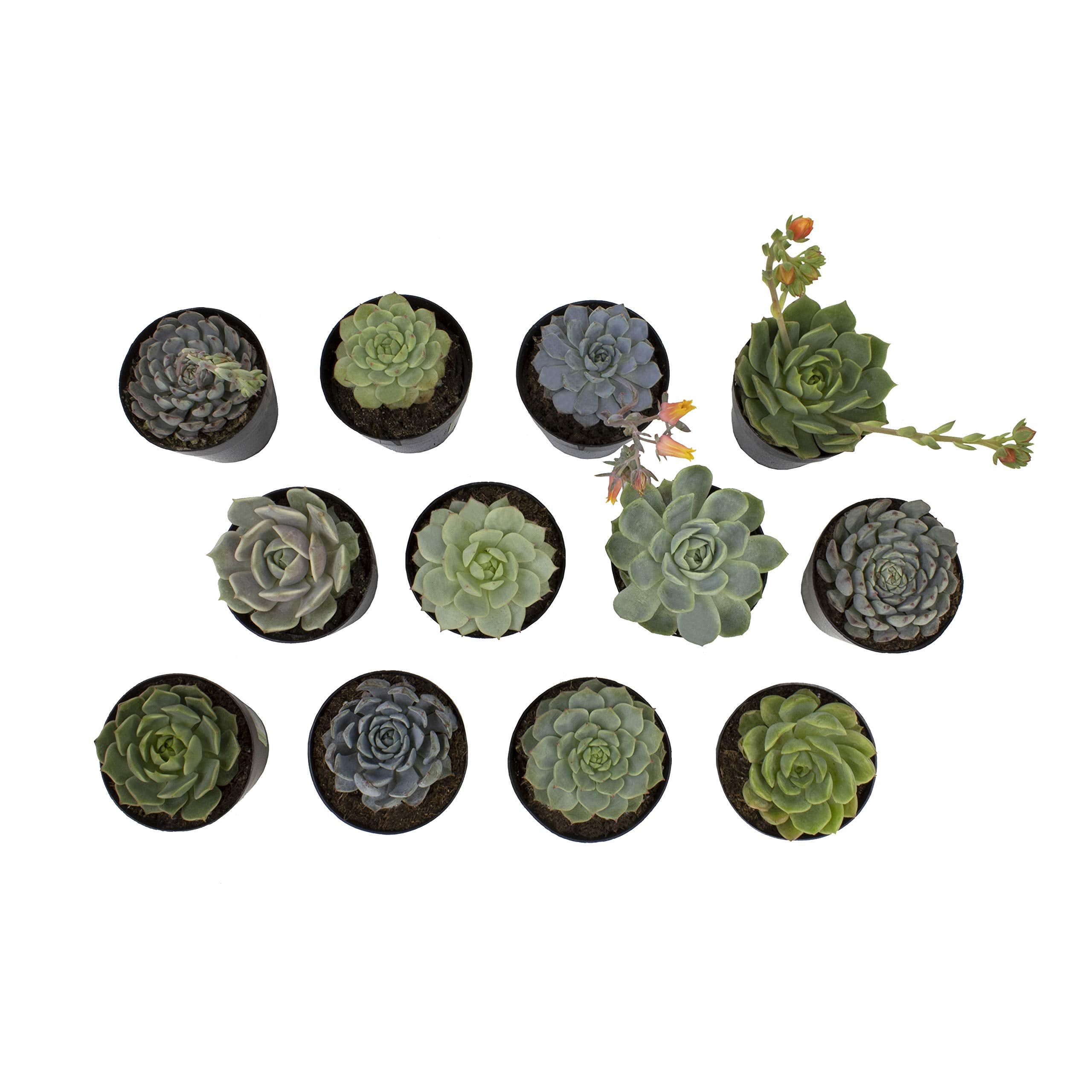 Echeveria Succulents Live Plants (12PK), Live Succulents Plants Live Houseplants