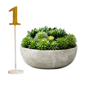 Echeveria Succulent Mix in Bowl, Perfect for Weddings and Home Décor