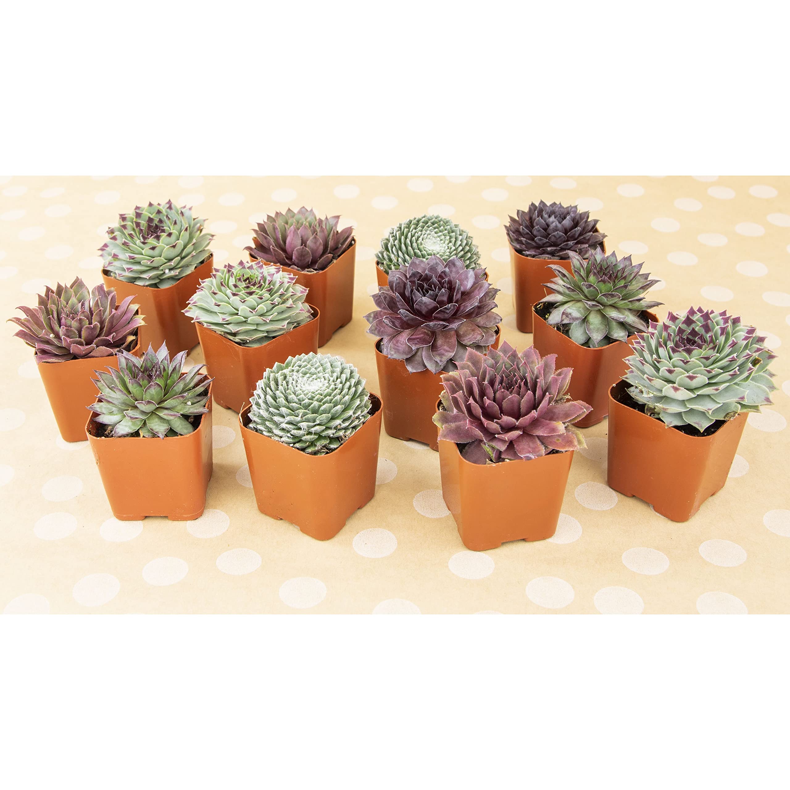 Succulents Plants Live Indoor Plants (5PK), Sempervivum Plants Live Houseplants
