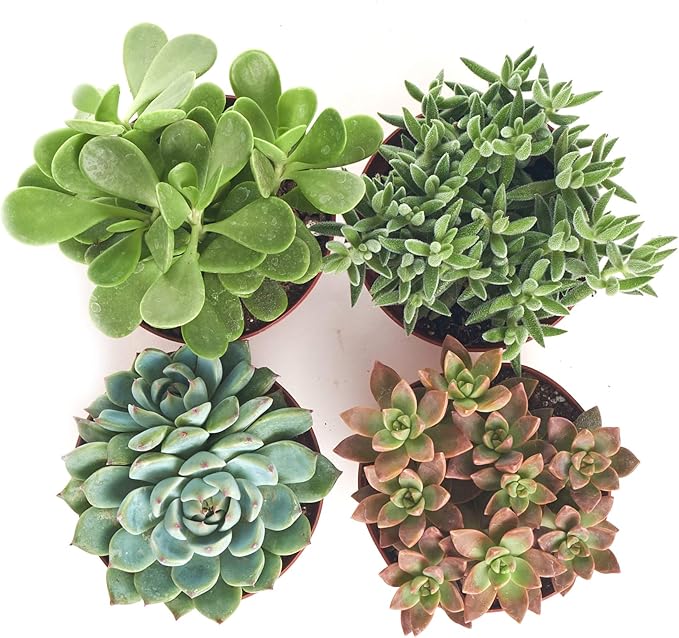 Assorted Collection of Live Succulent Plants, Hand Selected Variety Pack of Succulents