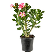 Live Single Bloom Desert Rose Plant, Indoor Plant with Pink Flowers, Plant Pot for Home