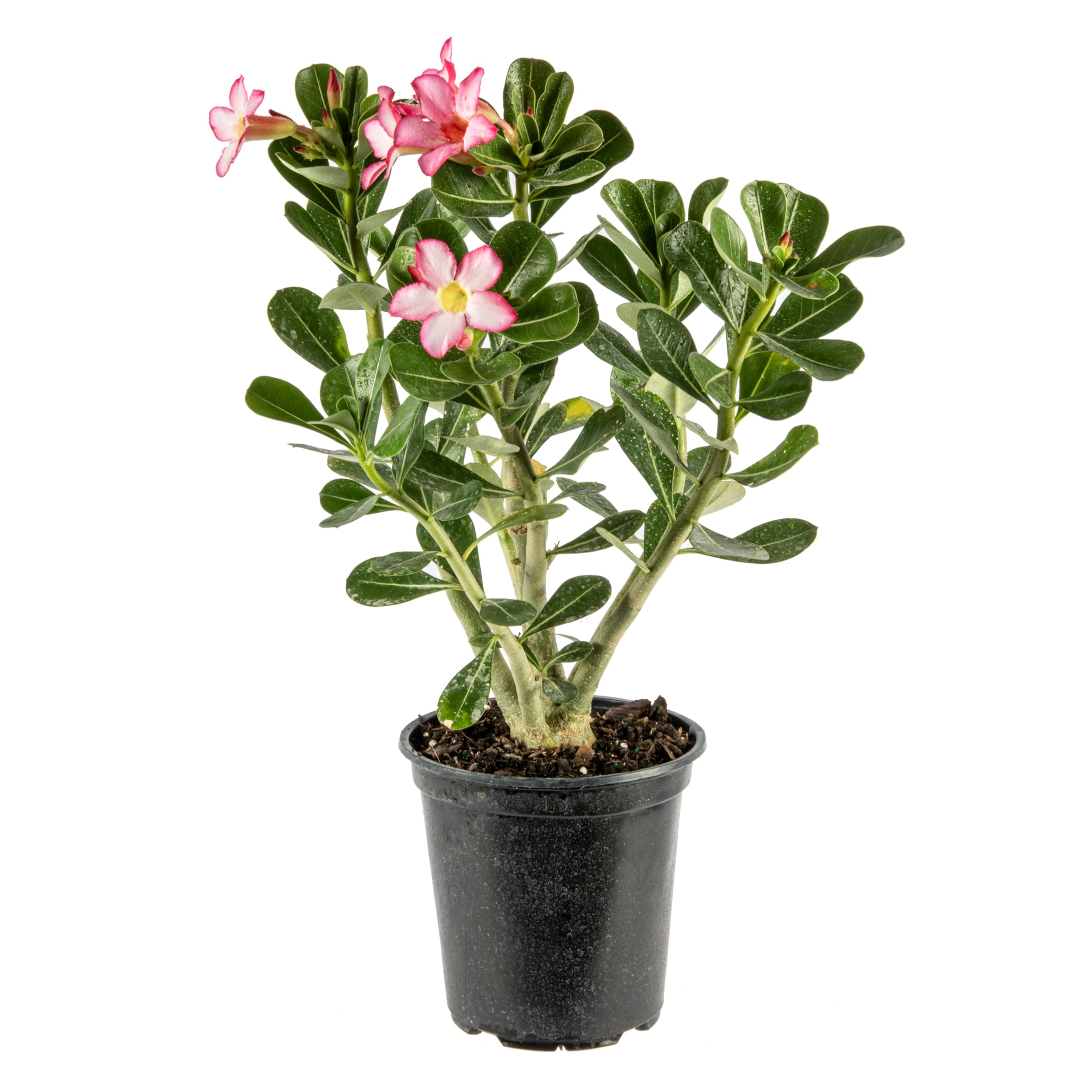 Live Single Bloom Desert Rose Plant, Indoor Plant with Pink Flowers, Plant Pot for Home