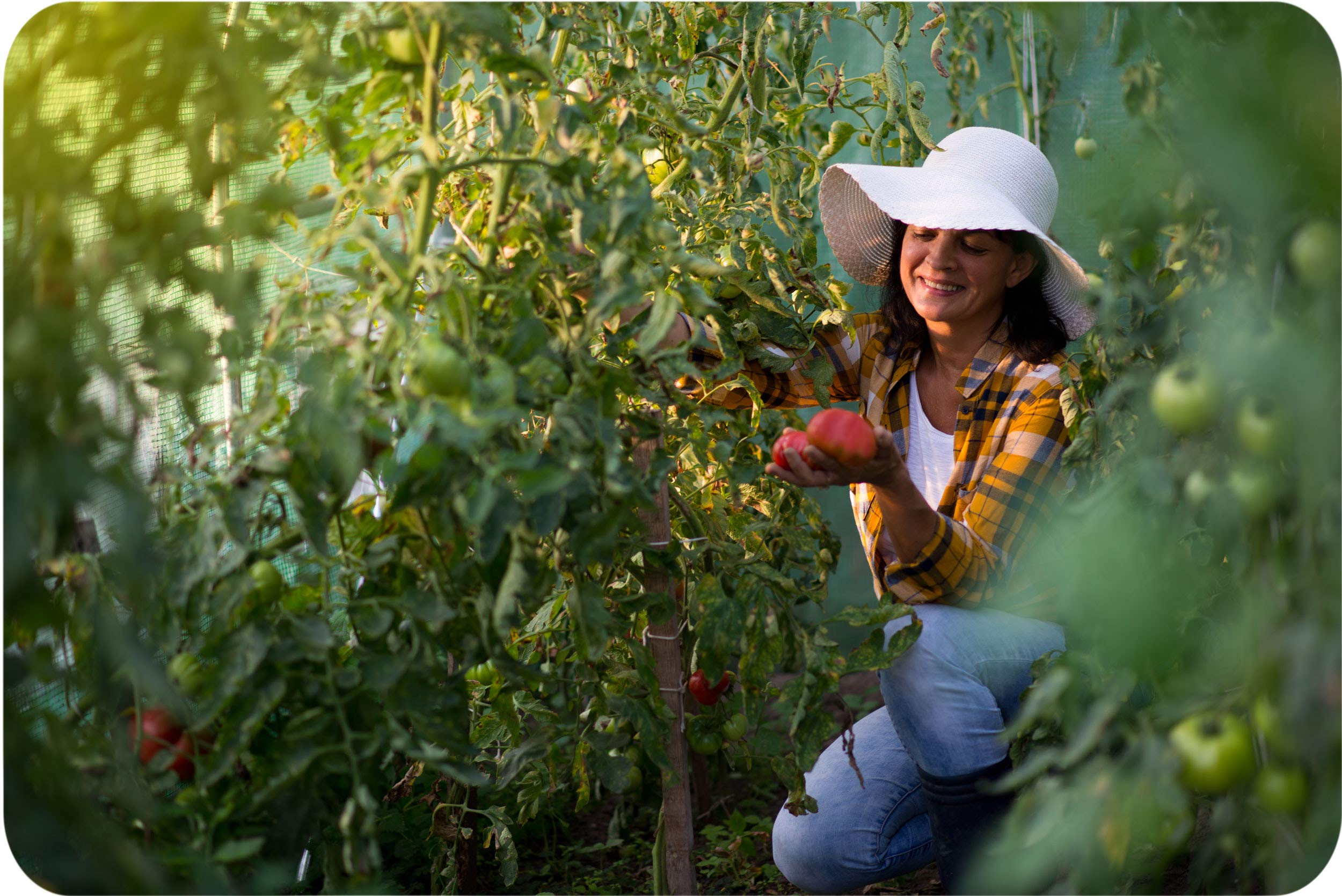 6m2 Garden Polytunnel Greenhouse - Coche Greenhouse for Plants - PE Film Garden Cover