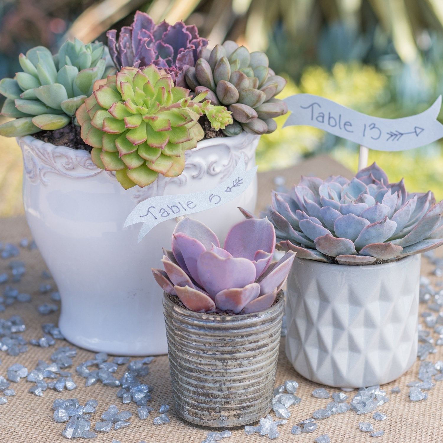 Echeveria Succulents Live Plants (12PK), Live Succulents Plants Live Houseplants