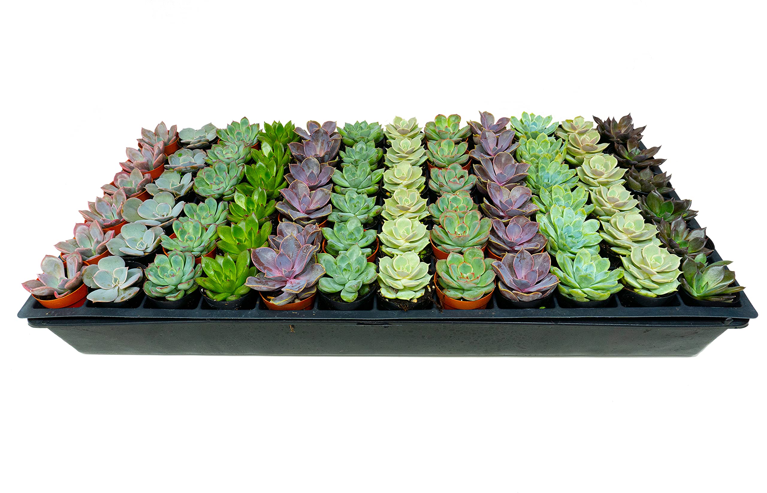 1.75 Inch Mini-Echeveria Assortment | Beautiful Rosette Assortment | Colorful