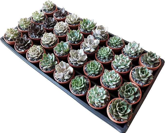 1.75" Mini Succulent Assortment (72 Pack)