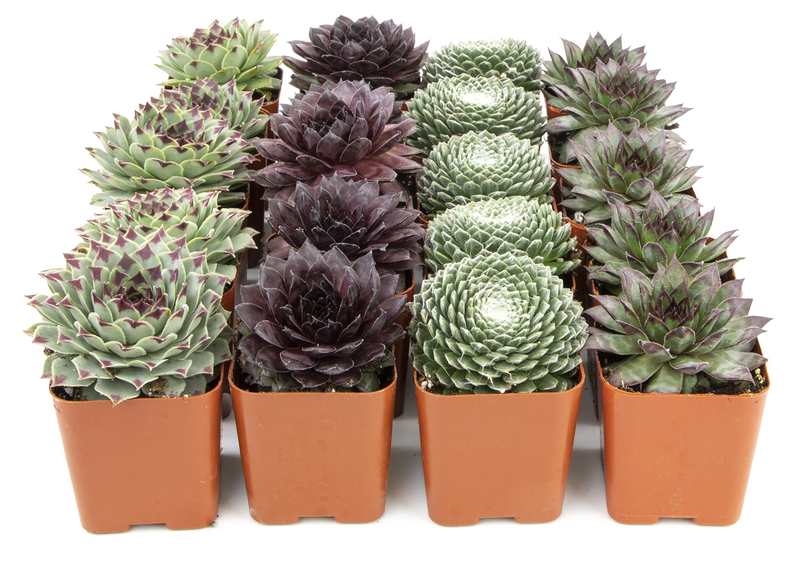 Succulent Plants | 20 Sempervivum Succulents | Rooted in Planter Pots with Soil | Real Live Indoor Plants | Gifts or Room Decor by Plants for Pets