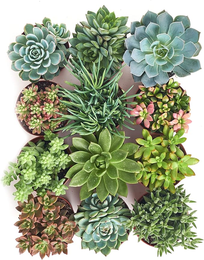 Assorted Collection of Live Succulent Plants, Hand Selected Variety Pack of Succulents